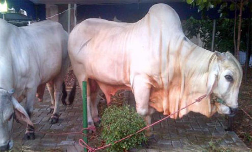 Gubri Serahkan Satu Sapi Kurban Untuk KBB Inhil