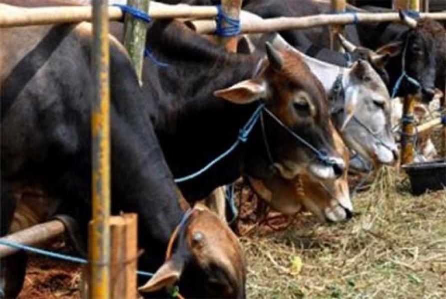 Larangan Potong Rambut dan Kuku Bila Hendak Berkurban