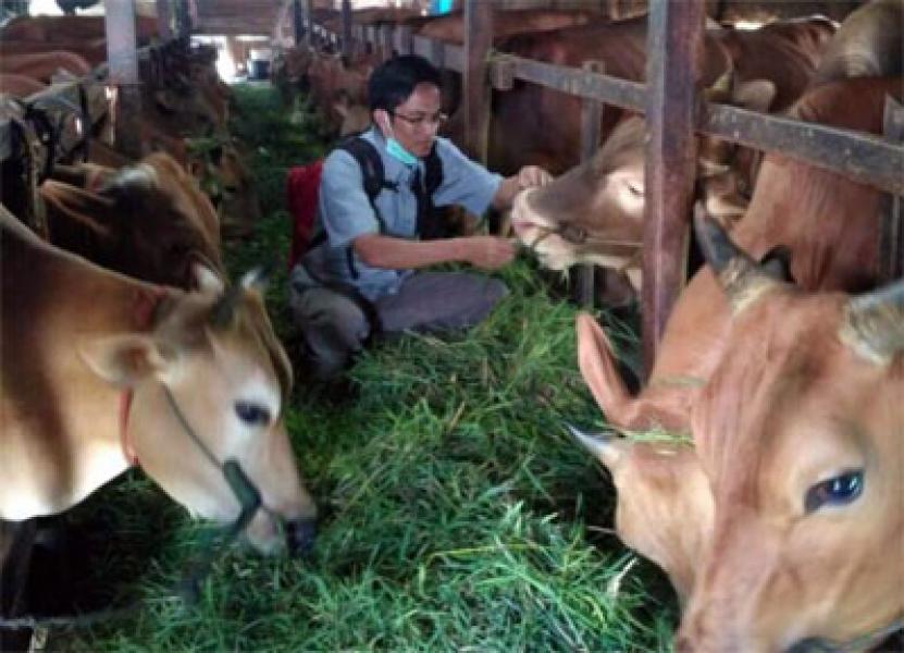 Periksa Kesehatan Hewan Kurban, Disnak Inhil Belum Temukan Penyakit Berbahaya