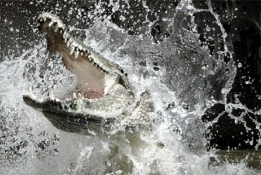 Petani di Mahato Tewas Diterkam Buaya Dari Atas Perahunya