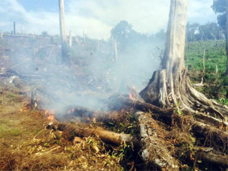 Petani di Inhu Kedapatan Bakar Lahan