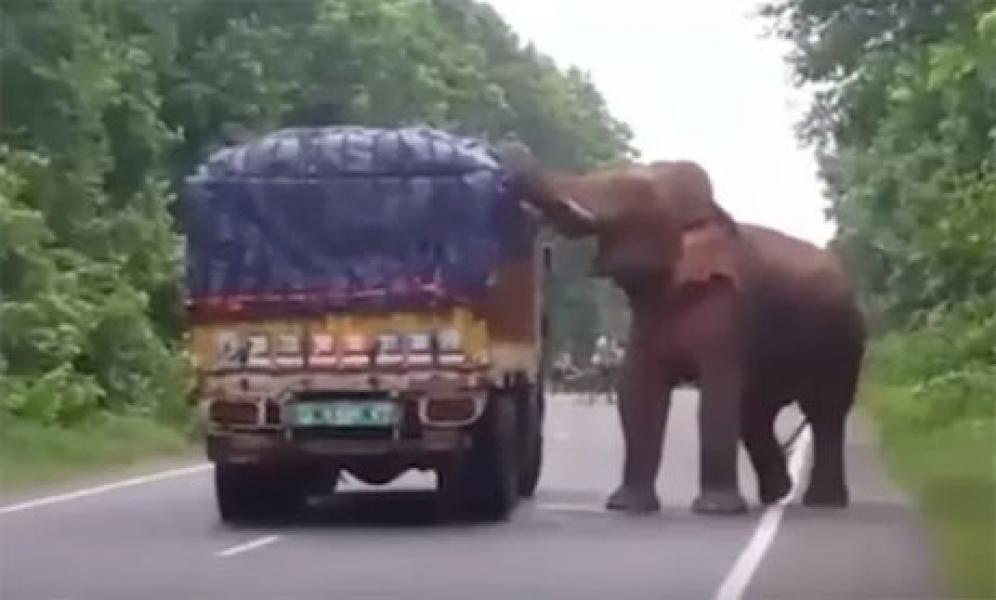 VIDEO: Duh! Seekor Gajah Bikin Lalin Tersendat demi Curi Kentang dari Truk