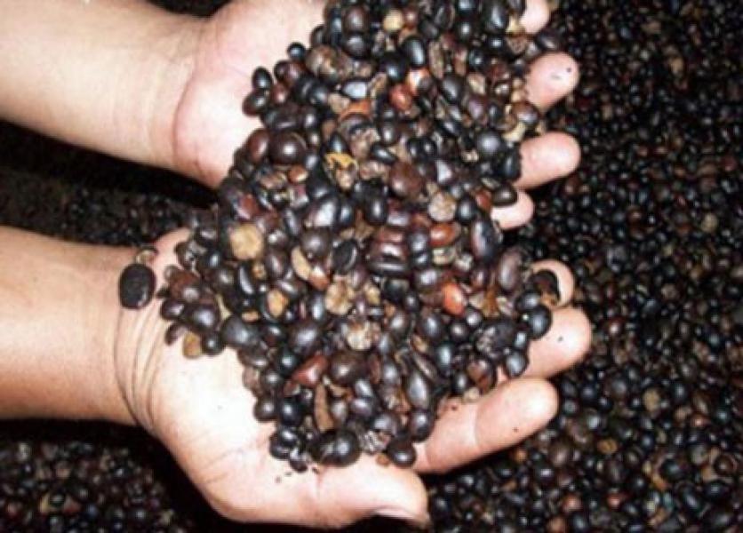 Aktifitas Penimbunan dan Perdagangan Kernel Ilegal di Kampar Luput Dari Pengawasan Aparat Hukum