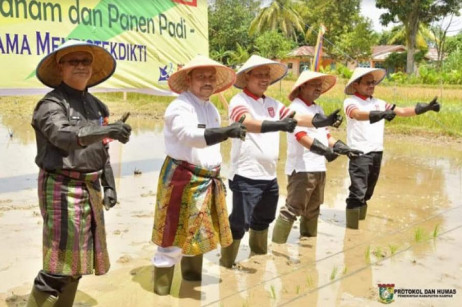 Bersempena Harteknas Ke-23, Menristekdikti RI Panen Padi Sawah di Kampar