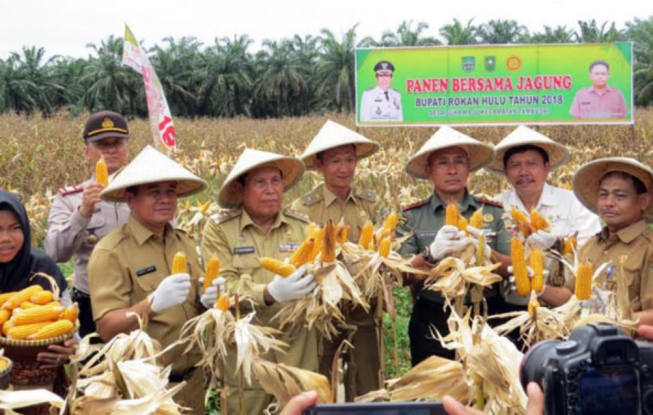 Dandim 0313/KPR Dampingi Bupati Rohul Panen Raya Jagung di kabupaten Rokan Hulu