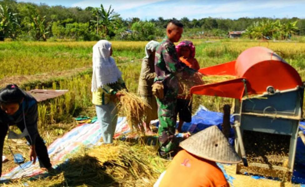 Jangan Kaget, Ini Yang Diberikan Babinsa Koramil 02 Rambah Untuk Petani Rimbo Hapar