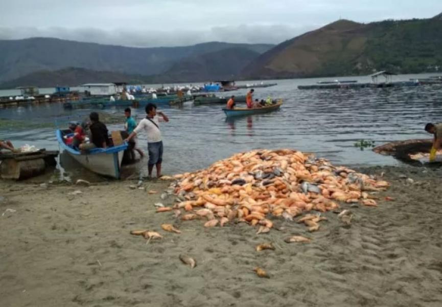 Jutaan Ikan di Danau Toba Mendadak Mati, Penyebabnya Belum Diketahui