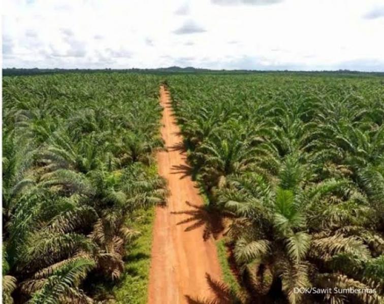 KLHK Selidiki Dugaan Hutan Lindung Yang Dirusak PT MAL