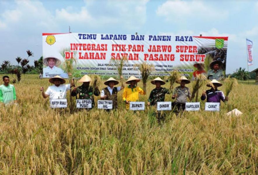 Panen Raya Perdana Integrasi Itik dan Padi Jarwo Super Di Inhil