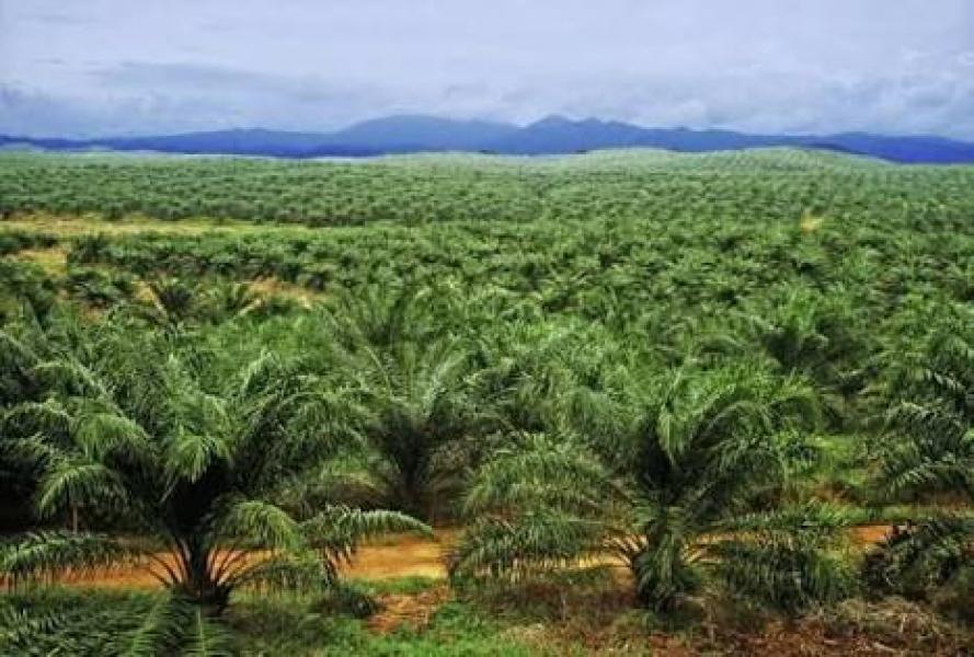 Terkait Perambahan Hutan, Bos PT RPJ Ternyata Sudah Diperiksa Polisi 