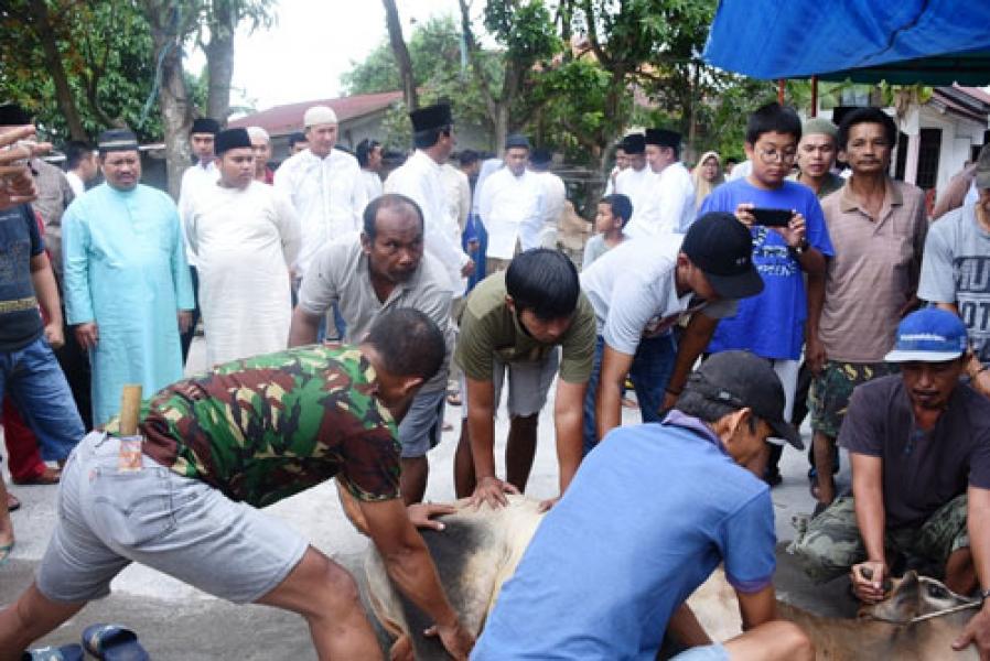 334 Pegawai Pemkab Bengkalis akan Sembelih 46 Ekor Sapi dan 13 Ekor Kambing