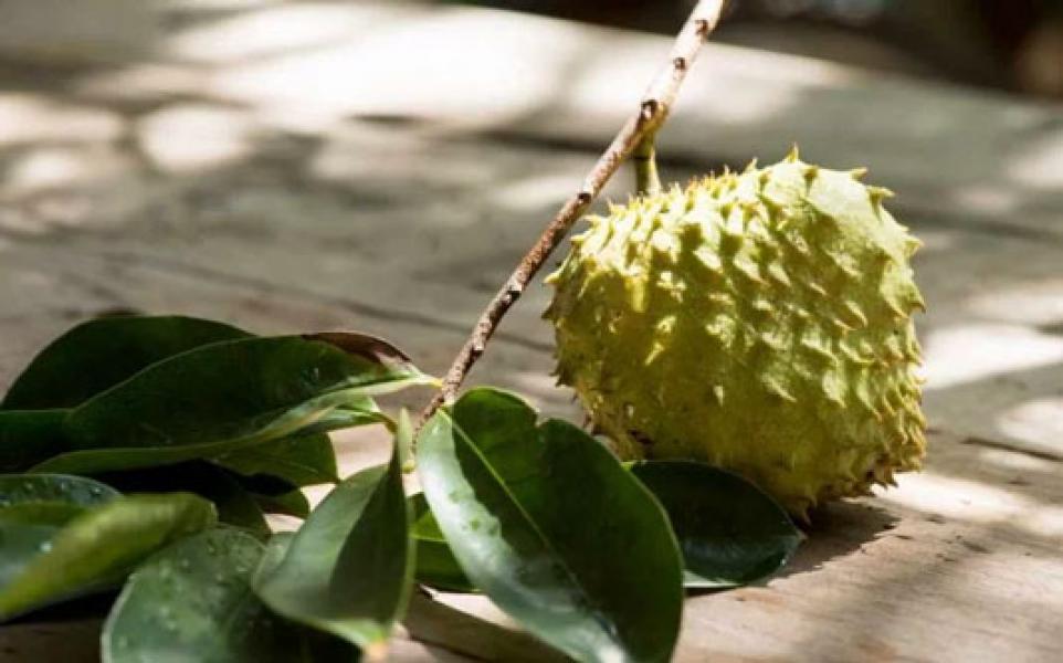 7 Khasiat Sirsak, Salah Satunya Mengendalikan Diabetes