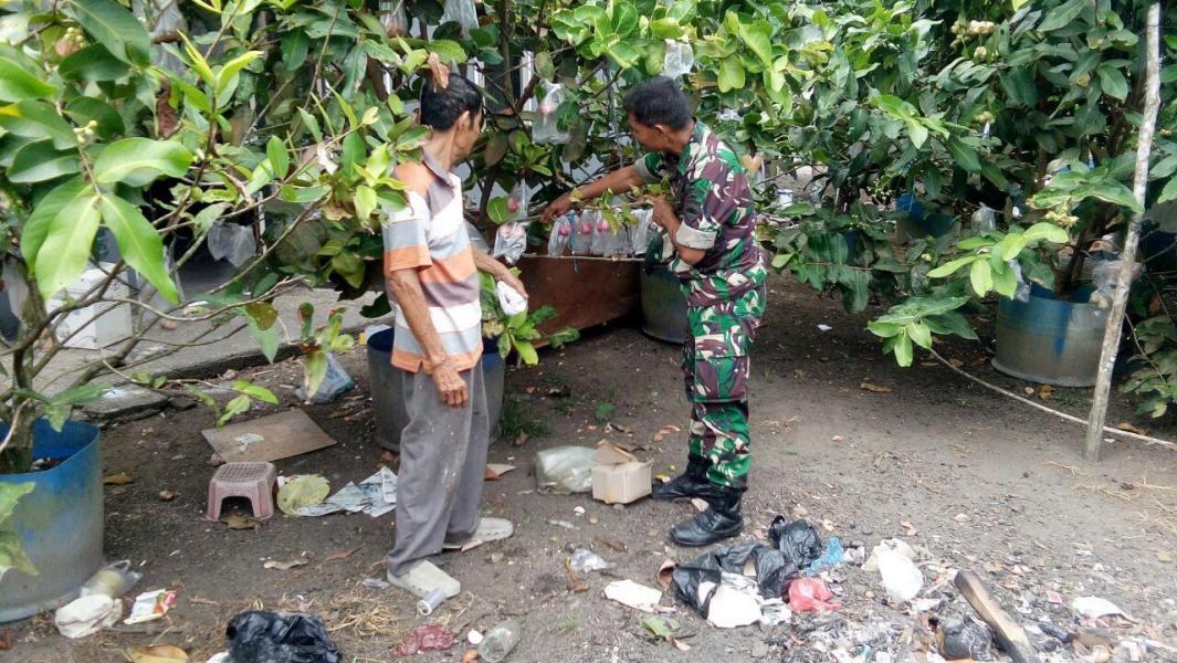 Dukung TMMD ke 105 KODIM 0313/KPR, Berikan Semangat Babinsa Komsos ke Petani Jambu Air