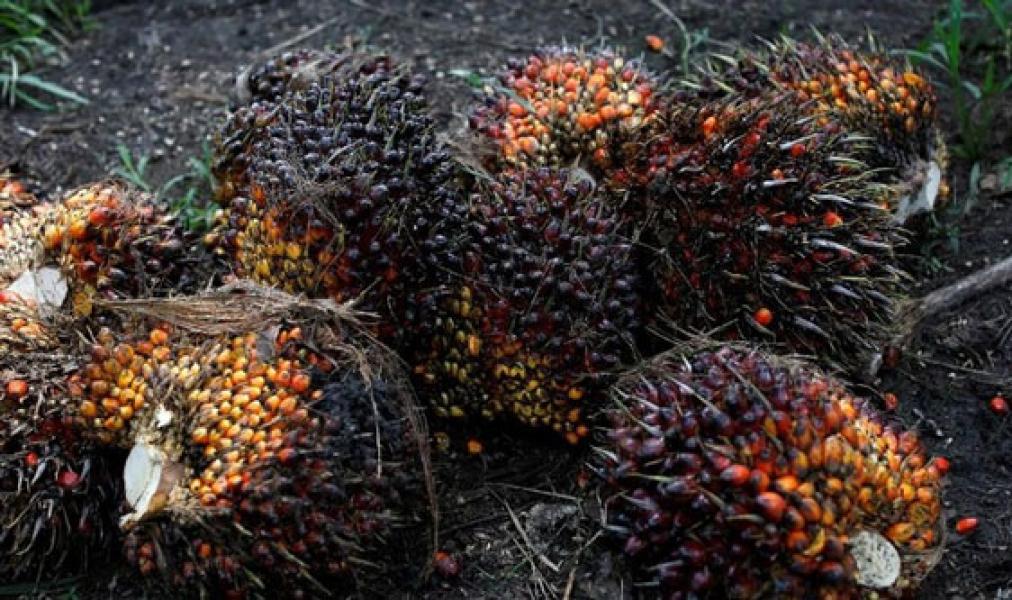 Harga Jeblok, Laba 7 Produsen CPO Rontok & Bikin Madesu