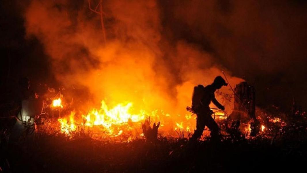 Kebakaran Hutan Sempat Bikin Rugi Rp 221 T, Jokowi Trauma?