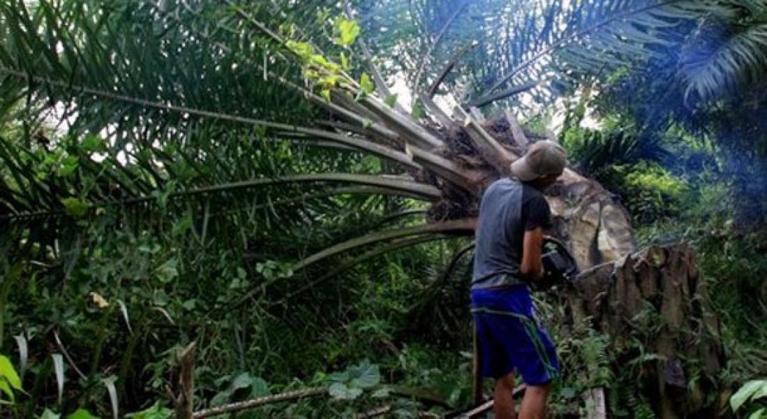 Kebun Sawit Ilegal Akan Ditertibkan