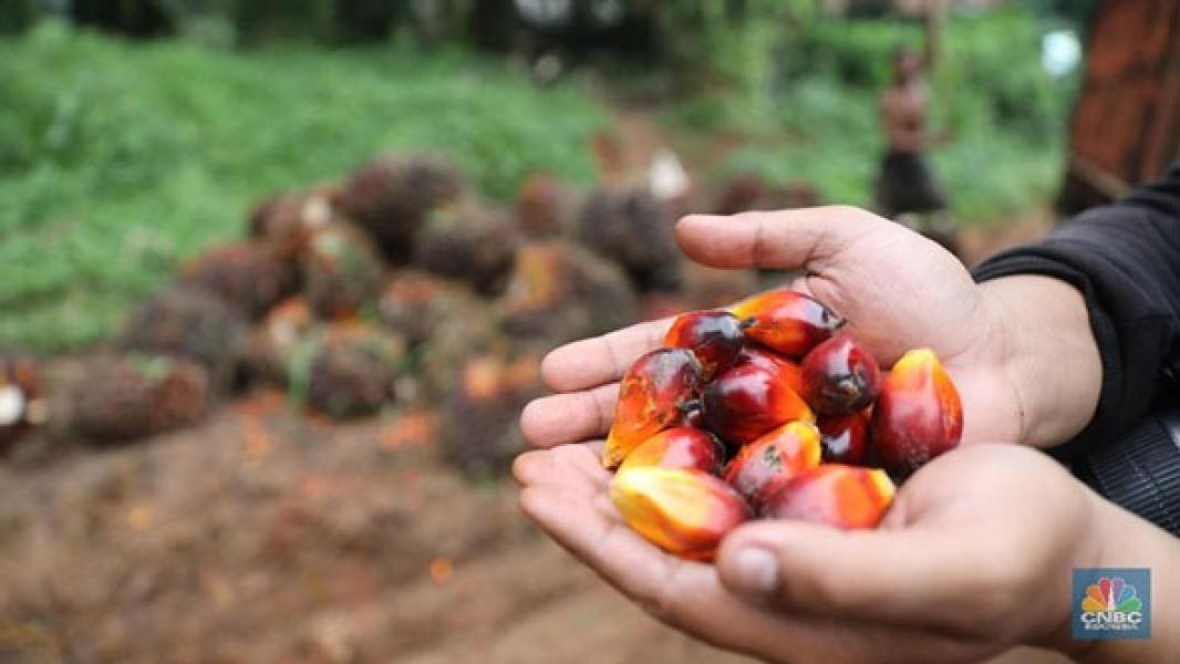 Kemarau Panjang Tekan Produksi, Harga CPO Balik Menguat