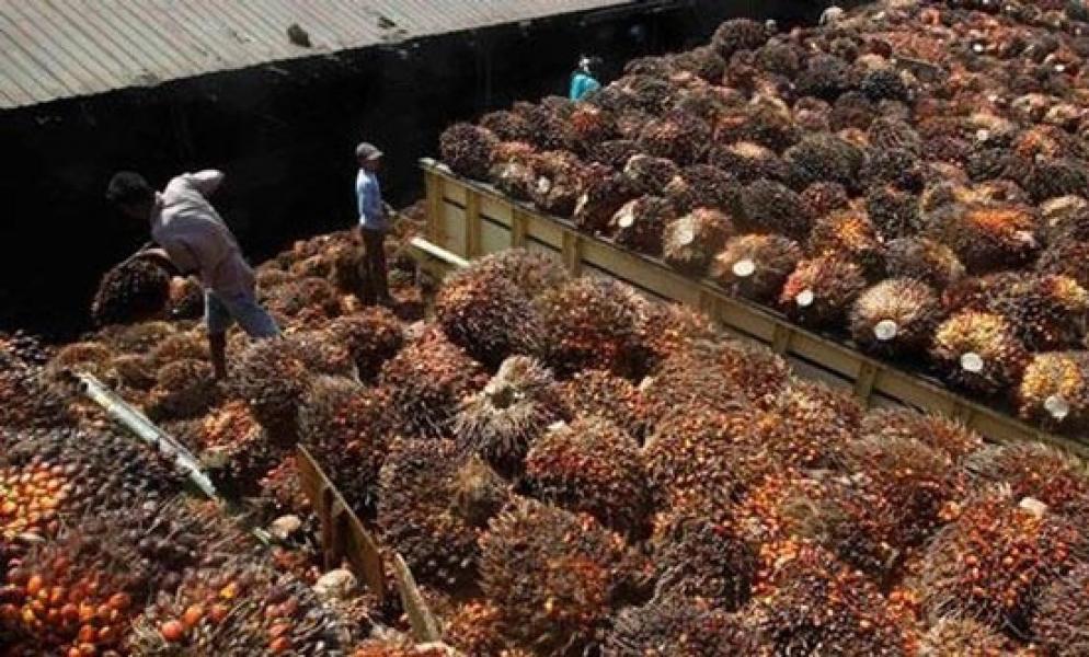 Luas Kebun Tambah 5,4 Juta Hektare, Harga CPO Sulit Bangkit