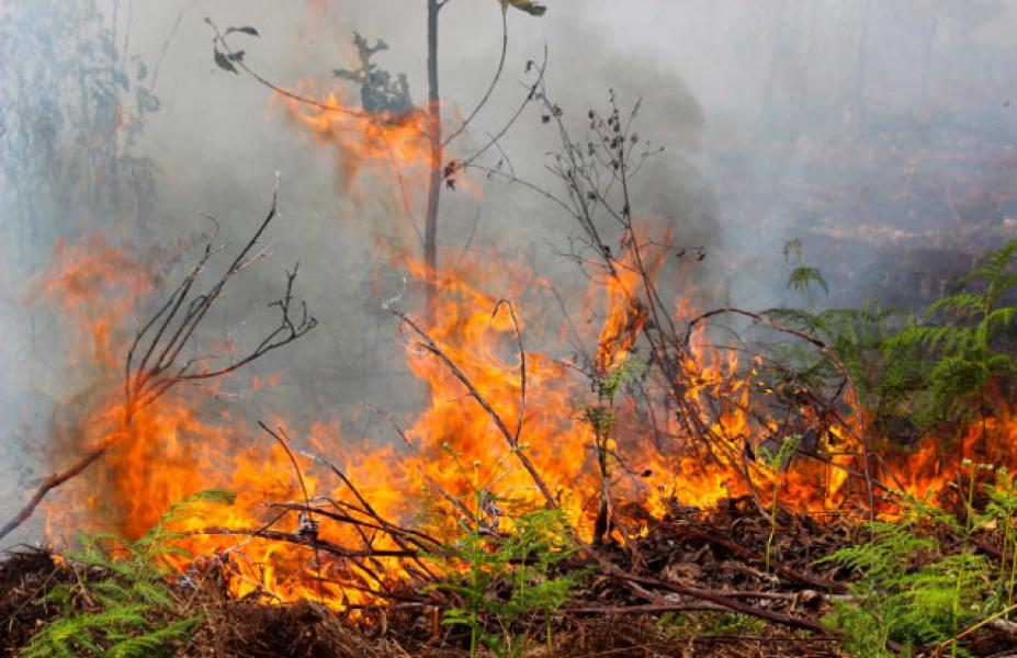 Sepanjang Juli 2019, BPBD Bengkalis Telah Tangani 9 Kasus Kerhutla