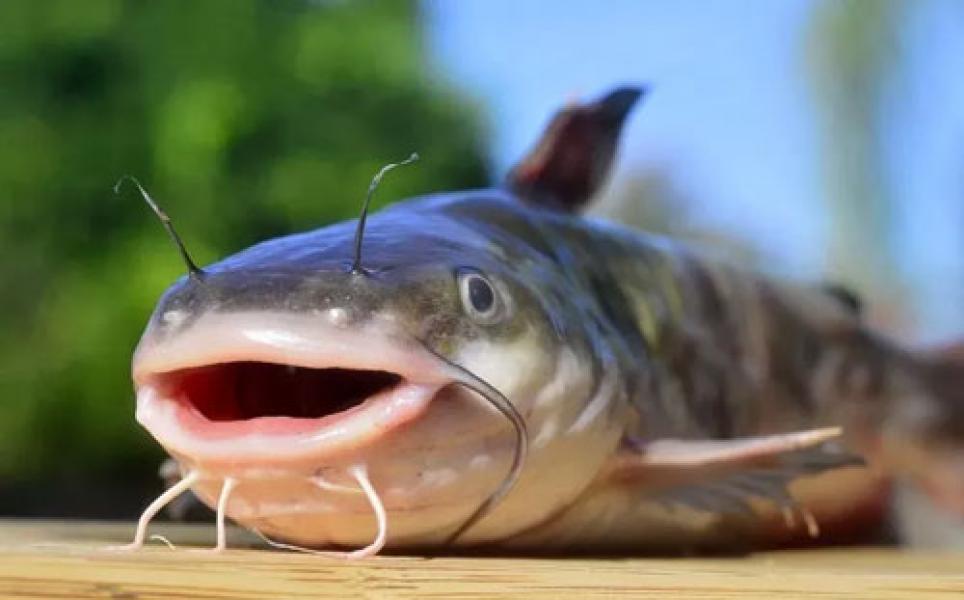 5 Manfaat Ikan Lele yang Wajib Kamu Ketahui, Baik untuk Kesehatan Kulit