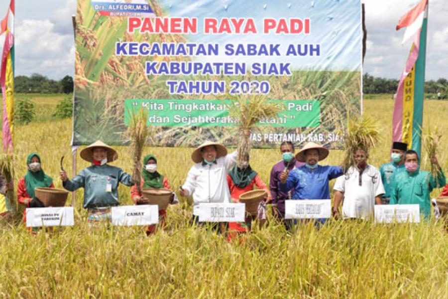 Alfedri: Panen Raya Padi Dapat Menopang Ekonomi Saat Pandemi Covid-19