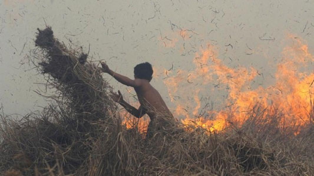 Banding Kandas, Perusahaan Pembakar Hutan di Jambi Dihukum Rp 590 M