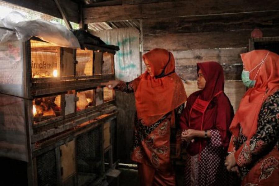 Bantu Ekonomi Keluarga Di Tengah Pandemi, Kaum Perempuan di Bungaraya Berternak Puyuh Petelur