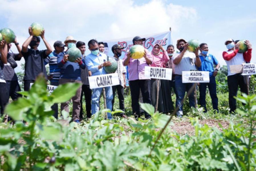Di Tengah Pandemi Covid-19, Petani di Tualang Panen 30 Ton Semangka