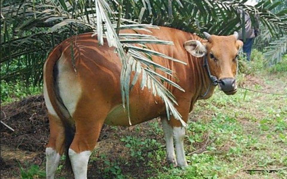 Dua Ekor Sapi Bantuan PTPN V untuk DPRD Riau Hilang Misterius