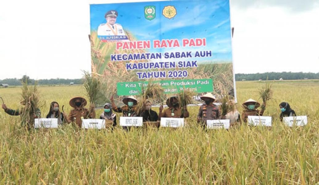 Gelar Acara Panen Raya Padi di Sabak Auh, Bupati Siak Ajak Gapoktan Keluarkan Zakat