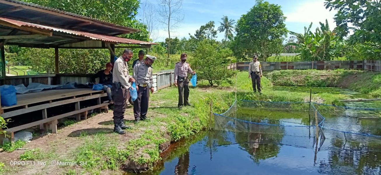 Jaga Ketahanan Pangan, Kapolsek Pangkalan Kuras Kontrol Kolam Ikan dan Sayuran di Lokasi Kampung Tangguh Nusantara