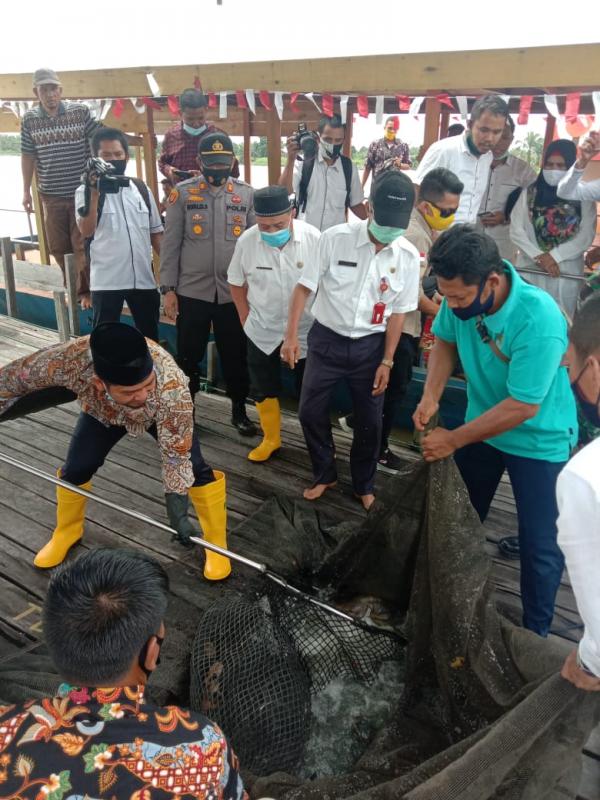 Kapolsek Pangkalan Kerinci Panen Ikan Kerambah Perdana Bersama Bumdes Kuala Terusan