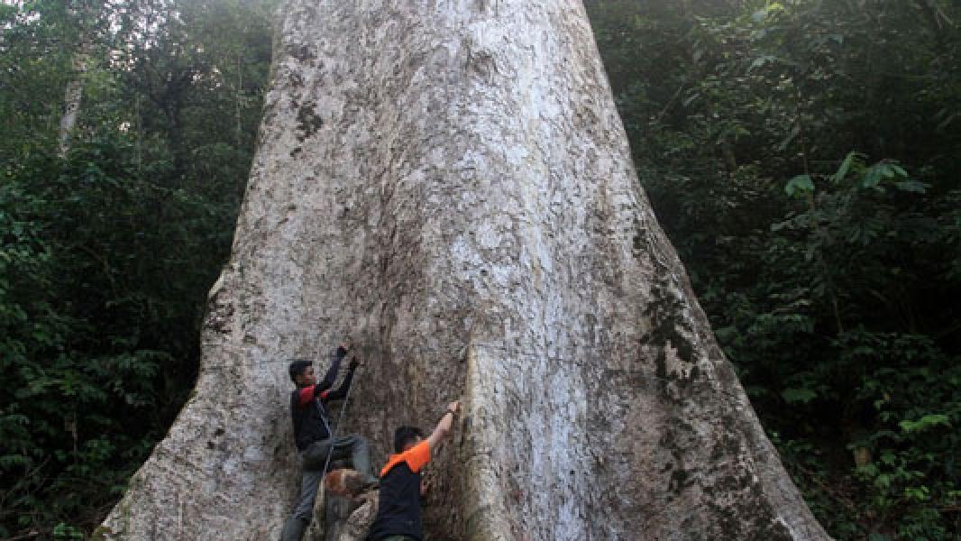 Penampakan Pohon Berusia 560 Tahun, Lingkar Batang Capai 14 Meter