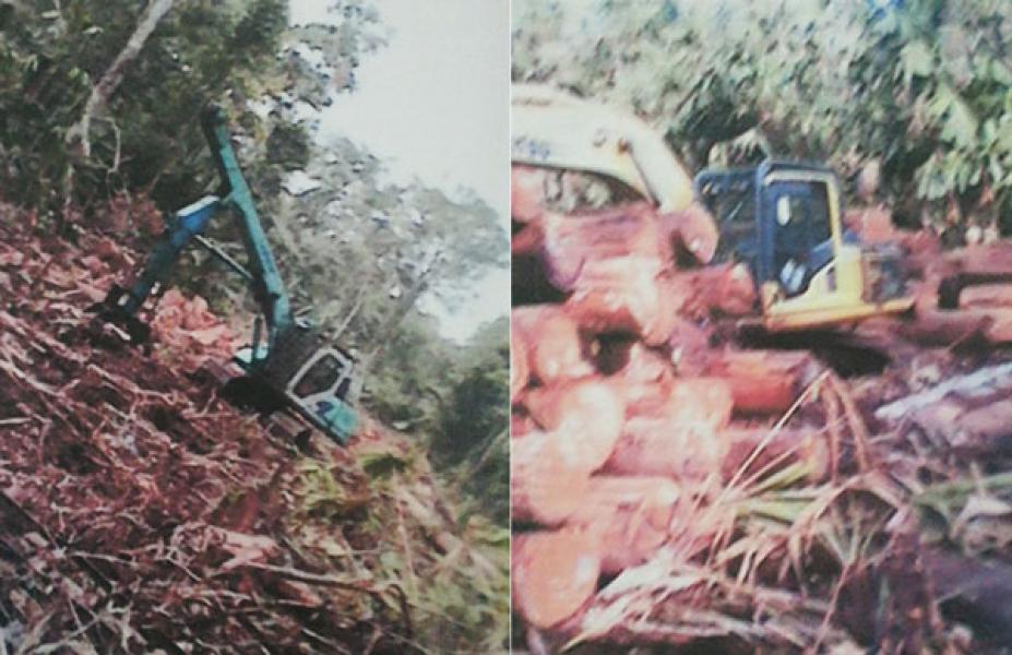 Porak Poranda, LSM P3KD: PT DRT Lakukan Kejahatan Kehutanan