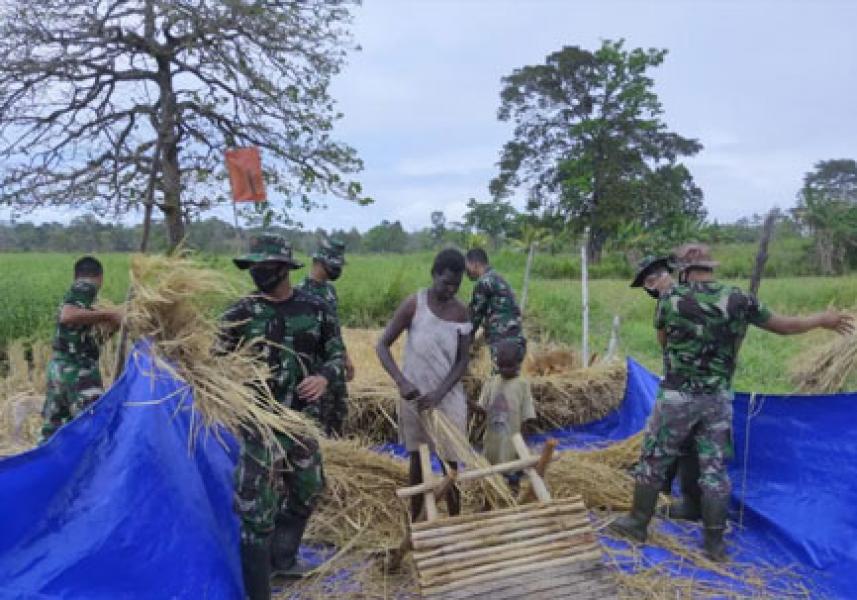Prajurit Satgas Pamtas Yonif 125/Simbisa Bantu Warga Panen Padi di Tapal Batas