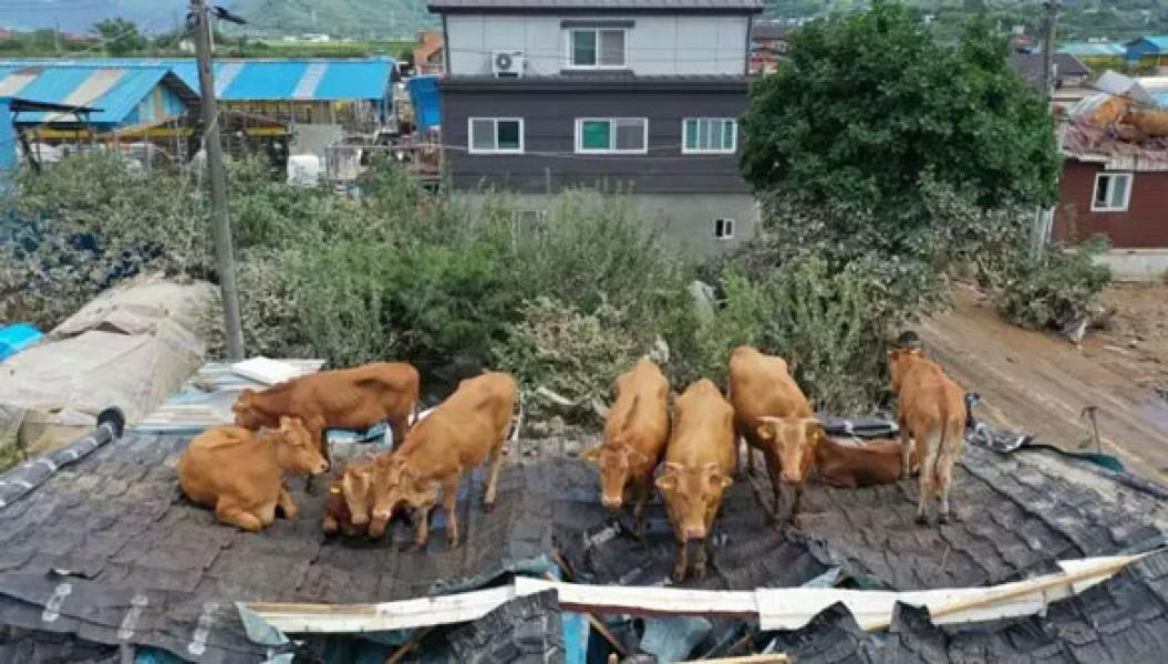 Puluhan Sapi Hinggap di Atap Rumah saat Banjir di Korea, Begitu Air Surut Tak Bisa Turun