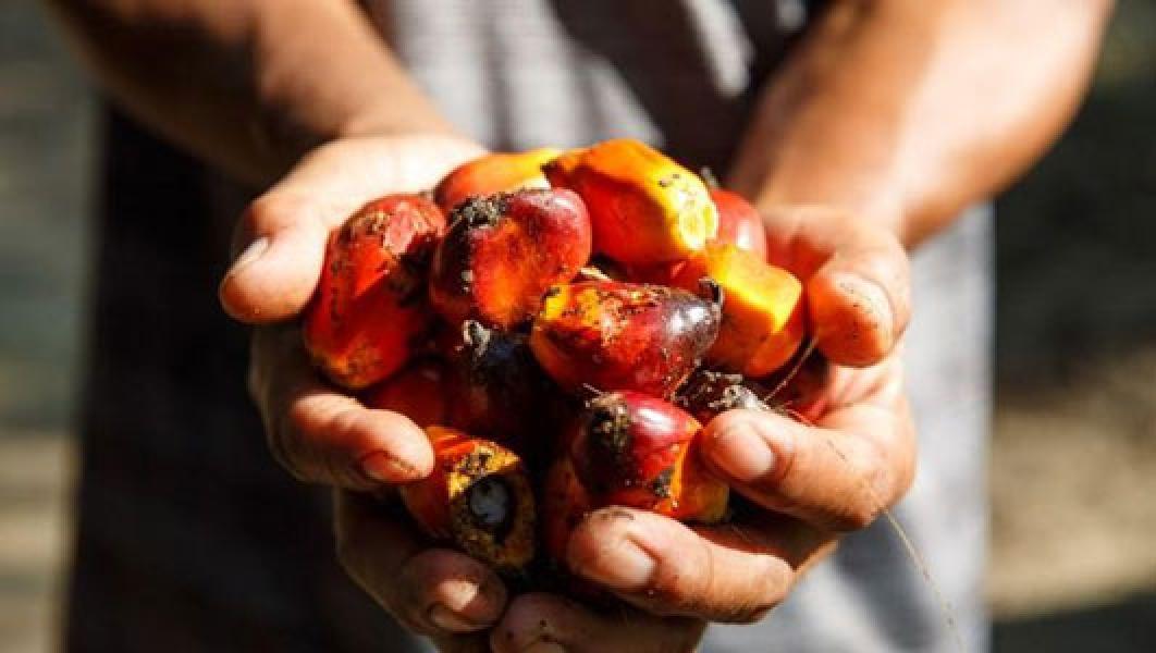 RSPO Dorong Penerapan Konsep `Shared Responsibility`