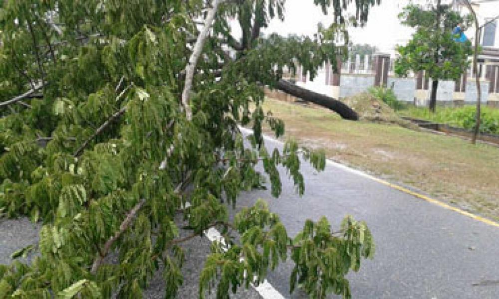 Angin Kencang Tumbangkan Pohon dan Papan Reklame