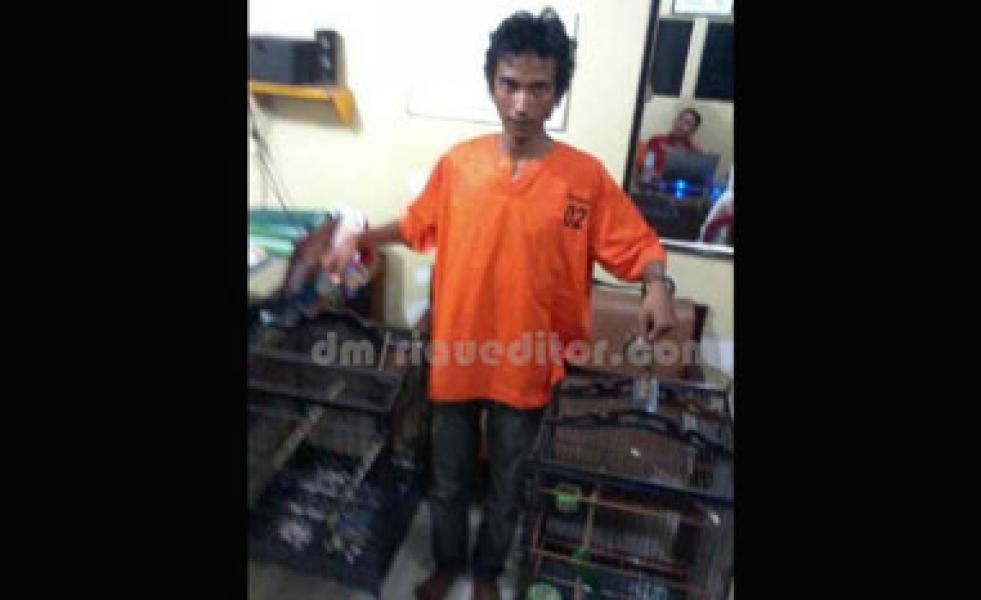 Maling Spesialis Burung Dicokok Polisi