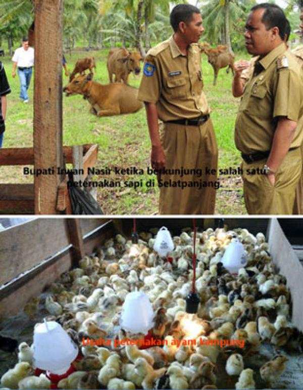 Peluang Kembangkan Agribisnis Peternakan di Meranti