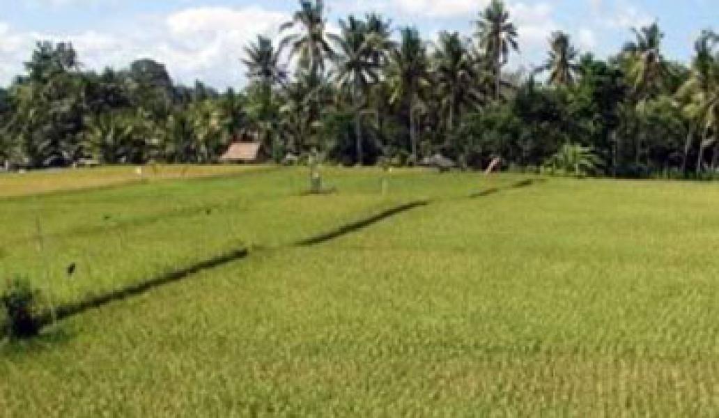 Puluhan Hektar Lahan Padi Petani Bungaraya Gagal Panen