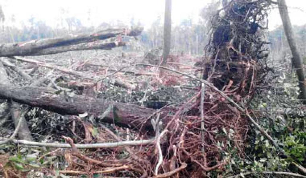 RAPP Kembali Gasak Hutan Alam di Wilayah Desa Bagan Melibur