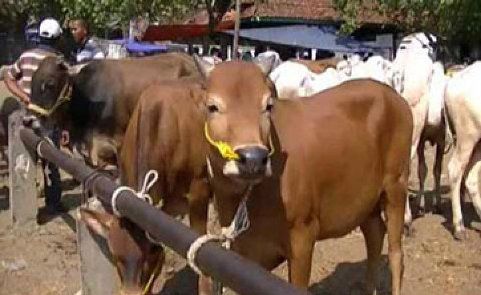 Sekda Imbau Panitia Pastikan Periksa Kesehatan Hewan Qurban