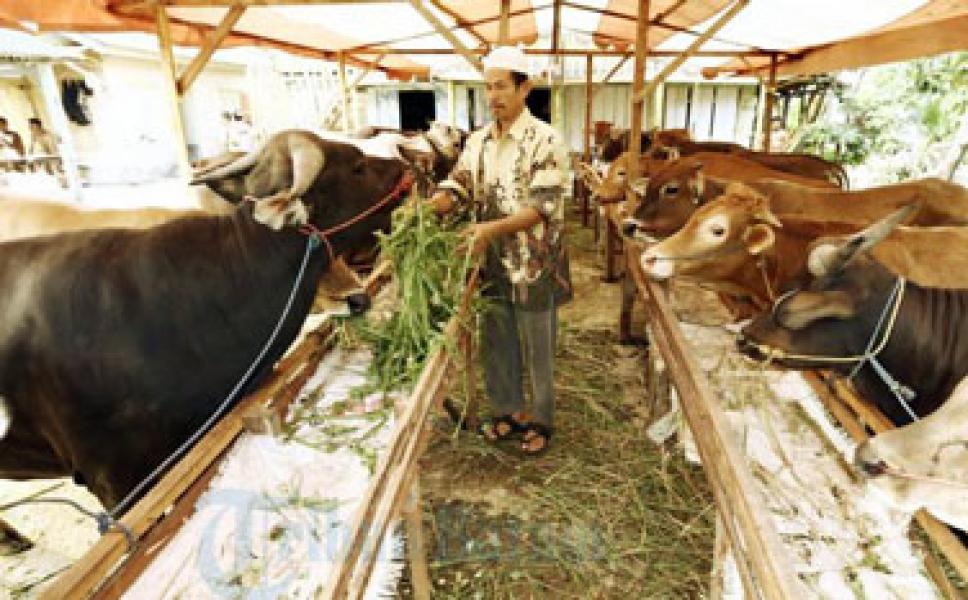 Stok Hewan Kurban di Pelalawan Aman