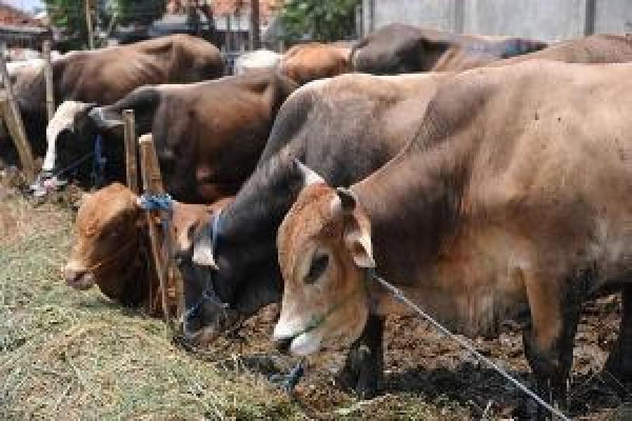 Balai Karantina Cegah Masuknya Penyakit Menular dari Hewan Ternak ke Meranti