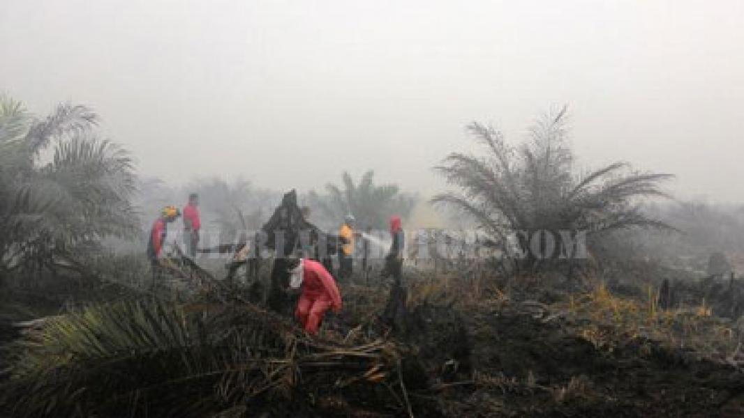 Bupati Harris Turun Tangan Padamkan Api di Tanjung Putus Kerinci Barat