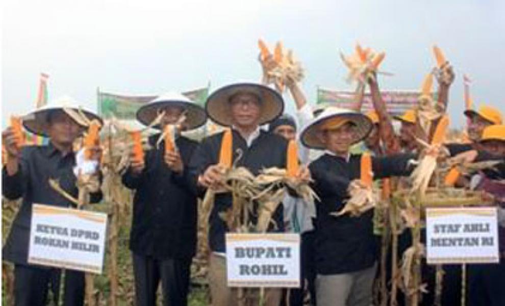 Bupati Rohil Panen Raya Jagung di Desa Darusalam Sinaboi
