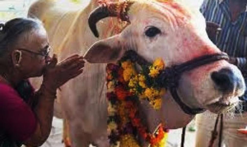 Dituduh Konsumsi Sapi, Muslim India Dikeroyok Hingga Tewas