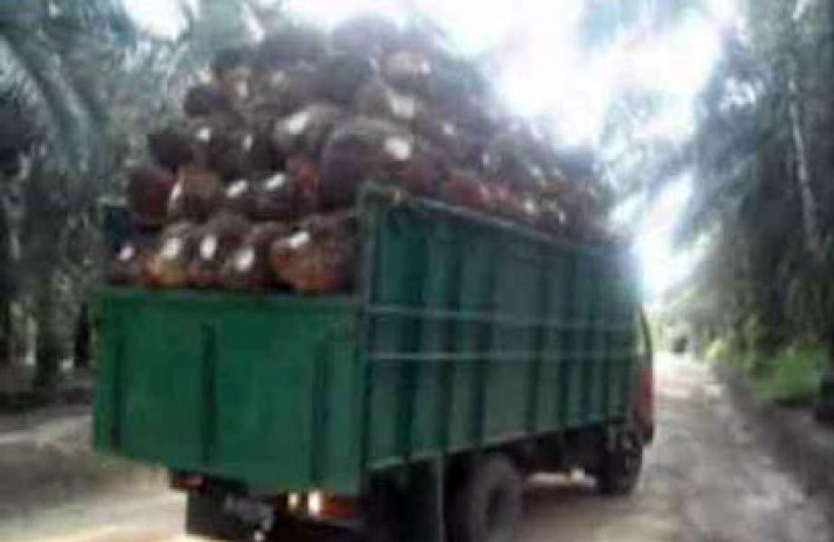 Dump Truk Bermuatan Kelapa Sawit di Inhu Dirampok