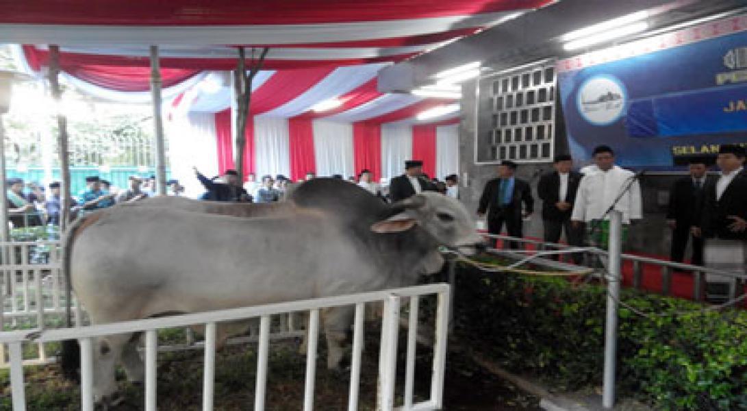 Penampakan Sapi Kurban Presiden Jokowi Berbobot 1,3 Ton